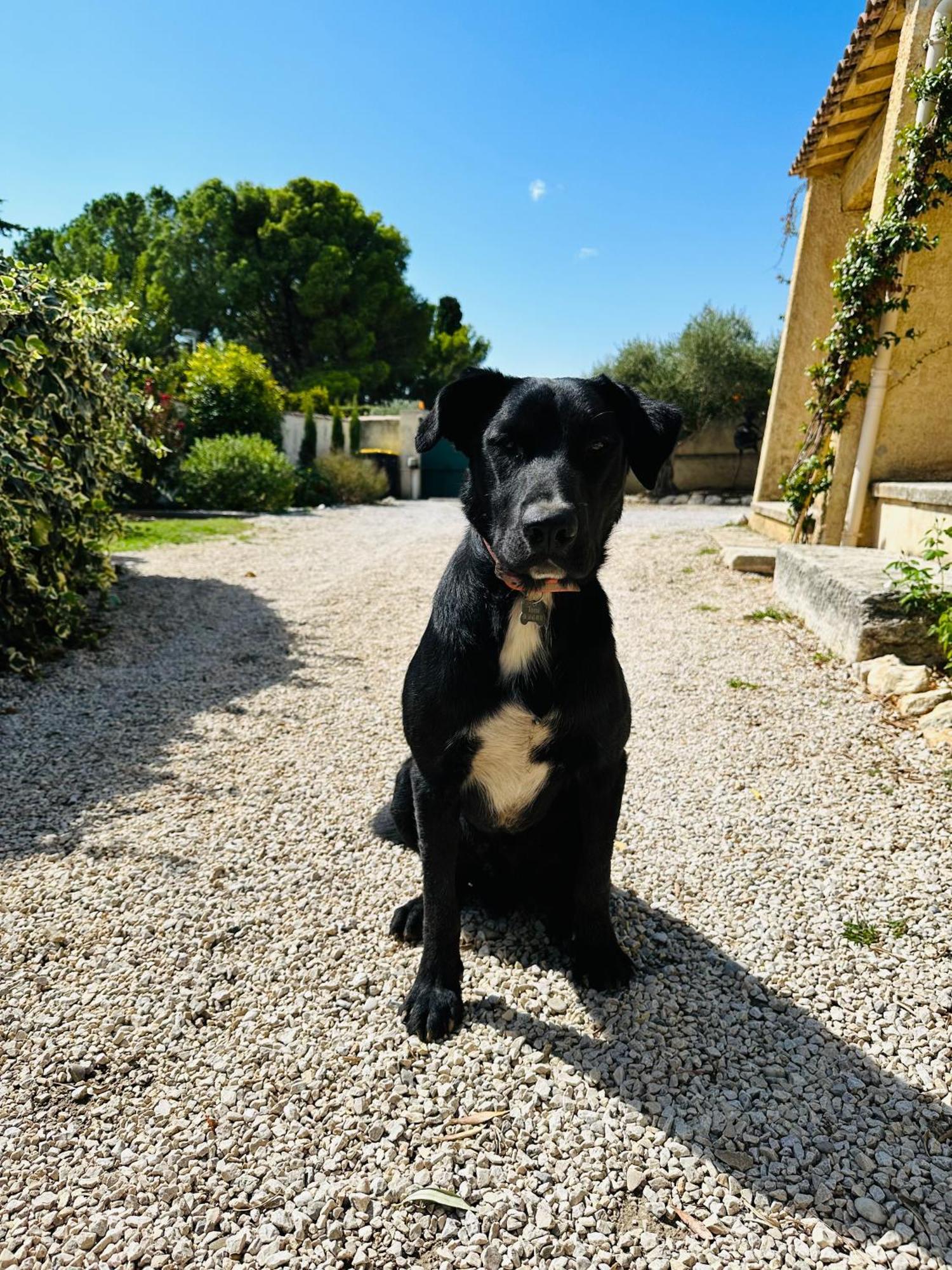 La Pitchoune : Gite Aux Pieds Des Alpilles 穆里耶 外观 照片